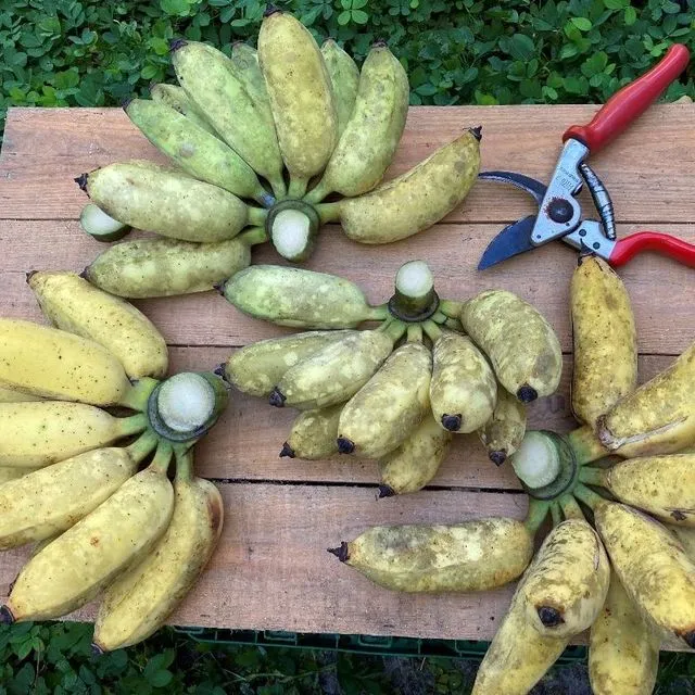 thumbnail for publication: Pruning, Harvesting and Maintenance of Florida-Friendly Edible Landscapes
